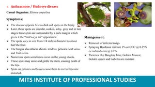 MITS INSTITUTE OF PROFESSIONAL STUDIES
1. Anthracnose / Birds eye disease
Casual Organism: Elsinoe ampelina
Symptoms:
 The disease appears first as dark red spots on the berry.
 Later, these spots are circular, sunken, ashy- gray and in late
stages these spots are surrounded by a dark margin which
gives it the “bird’s-eye rot” appearance.
 The spots vary in size from 1/4 inch in diameter to about
half the fruit.
 The fungus also attacks shoots, tendrils, petioles, leaf veins,
and fruit stems.
 Numerous spots sometimes occur on the young shoots.
 These spots may unite and girdle the stem, causing death of
the tips.
 Spots on petioles and leaves cause them to curl or become
distorted.
Management:
 Removal of infected twigs
 Spraying Bordeaux mixture 1% or COC @ 0.25%
or carbendazim @ 0.1%.
 Varieties like Banglore blue, Golden Muscat,
Golden queen and Isabella are resistant
 