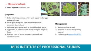 MITS INSTITUTE OF PROFESSIONAL STUDIES
1. Alternaria leaf spot:
Casual Organism: Alternaria vitis
Symptoms:
 In the initial stage, minute, yellow spots appear on the upper
surface of leaves
 Later, spots enlarge and form brownish spots with
concentric rings in them
 Individual spots appear rarely in the middle of the leaves
 Appearance of patches of spots mostly along the margin of
leaves
 In severe cases of attack, leaves dry completely and
defoliation occurs
Management:
 Sanitation of the orchard
 Selection of disease-free planting
material
 Foliar spray of mancozeb@0.25%
 