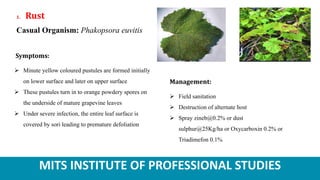 MITS INSTITUTE OF PROFESSIONAL STUDIES
1. Rust
Casual Organism: Phakopsora euvitis
Symptoms:
 Minute yellow coloured pustules are formed initially
on lower surface and later on upper surface
 These pustules turn in to orange powdery spores on
the underside of mature grapevine leaves
 Under severe infection, the entire leaf surface is
covered by sori leading to premature defoliation
Management:
 Field sanitation
 Destruction of alternate host
 Spray zineb@0.2% or dust
sulphur@25Kg/ha or Oxycarboxin 0.2% or
Triadimefon 0.1%
 