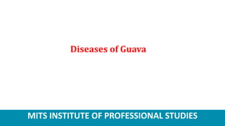 MITS INSTITUTE OF PROFESSIONAL STUDIES
Diseases of Guava
 