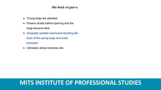 MITS INSTITUTE OF PROFESSIONAL STUDIES
 