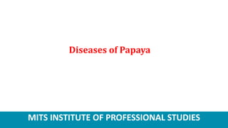 MITS INSTITUTE OF PROFESSIONAL STUDIES
Diseases of Papaya
 