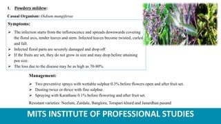 MITS INSTITUTE OF PROFESSIONAL STUDIES
1. Powdery mildew:
Casual Organism: Oidium mangiferae
Symptoms:
 The infection starts from the inflorescence and spreads downwards covering
the floral axis, tender leaves and stem. Infected leaves become twisted, curled
and fall.
 Infected floral parts are severely damaged and drop off.
 If the fruits are set, they do not grow in size and may drop before attaining
pea size.
 The loss due to the disease may be as high as 70-80%.
Management:
 Two preventive sprays with wettable sulphur 0.3% before flowers open and after fruit set.
 Dusting twice or thrice with fine sulphur.
 Spraying with Karathane 0.1% before flowering and after fruit set.
Resistant varieties: Neelum, Zardalu, Banglora, Torapari-khurd and Janardhan pasand
 