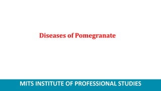 MITS INSTITUTE OF PROFESSIONAL STUDIES
Diseases of Pomegranate
 