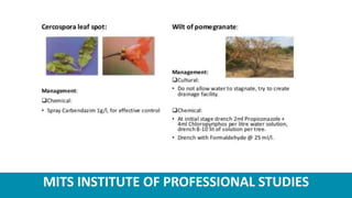 MITS INSTITUTE OF PROFESSIONAL STUDIES
 