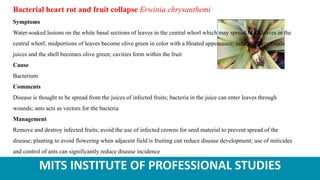 MITS INSTITUTE OF PROFESSIONAL STUDIES
Bacterial heart rot and fruit collapse Erwinia chrysanthemi
Symptoms
Water-soaked lesions on the white basal sections of leaves in the central whorl which may spread to all leaves in the
central whorl; midportions of leaves become olive green in color with a bloated appearance; infected fruits exude
juices and the shell becomes olive green; cavities form within the fruit
Cause
Bacterium
Comments
Disease is thought to be spread from the juices of infected fruits; bacteria in the juice can enter leaves through
wounds; ants acts as vectors for the bacteria
Management
Remove and destroy infected fruits; avoid the use of infected crowns for seed material to prevent spread of the
disease; planting to avoid flowering when adjacent field is fruiting can reduce disease development; use of miticides
and control of ants can significantly reduce disease incidence
 