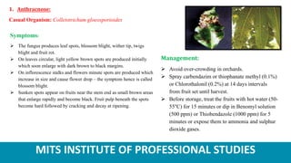 MITS INSTITUTE OF PROFESSIONAL STUDIES
1. Anthracnose:
Casual Organism: Colletotrichum gloeosporioides
Symptoms:
 The fungus produces leaf spots, blossom blight, wither tip, twigs
blight and fruit rot.
 On leaves circular, light yellow brown spots are produced initially
which soon enlarge with dark brown to black margins.
 On inflorescence stalks and flowers minute spots are produced which
increase in size and cause flower drop – the symptom hence is called
blossom blight.
 Sunken spots appear on fruits near the stem end as small brown areas
that enlarge rapidly and become black. Fruit pulp beneath the spots
become hard followed by cracking and decay at ripening.
Management:
 Avoid over-crowding in orchards.
 Spray carbendazim or thiophanate methyl (0.1%)
or Chlorothalonil (0.2%) at 14 days intervals
from fruit set until harvest.
 Before storage, treat the fruits with hot water (50-
55°C) for 15 minutes or dip in Benomyl solution
(500 ppm) or Thiobendazole (1000 ppm) for 5
minutes or expose them to ammonia and sulphur
dioxide gases.
 