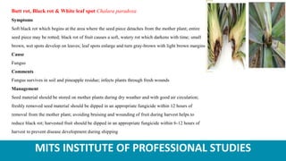MITS INSTITUTE OF PROFESSIONAL STUDIES
Butt rot, Black rot & White leaf spot Chalara paradoxa
Symptoms
Soft black rot which begins at the area where the seed piece detaches from the mother plant; entire
seed piece may be rotted; black rot of fruit causes a soft, watery rot which darkens with time; small
brown, wet spots develop on leaves; leaf spots enlarge and turn gray-brown with light brown margins
Cause
Fungus
Comments
Fungus survives in soil and pineapple residue; infects plants through fresh wounds
Management
Seed material should be stored on mother plants during dry weather and with good air circulation;
freshly removed seed material should be dipped in an appropriate fungicide within 12 hours of
removal from the mother plant; avoiding bruising and wounding of fruit during harvest helps to
reduce black rot; harvested fruit should be dipped in an appropriate fungicide within 6-12 hours of
harvest to prevent disease development during shipping
 