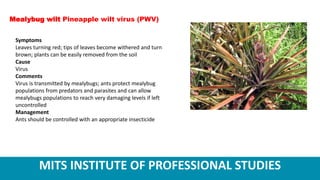 MITS INSTITUTE OF PROFESSIONAL STUDIES
Symptoms
Leaves turning red; tips of leaves become withered and turn
brown; plants can be easily removed from the soil
Cause
Virus
Comments
Virus is transmitted by mealybugs; ants protect mealybug
populations from predators and parasites and can allow
mealybugs populations to reach very damaging levels if left
uncontrolled
Management
Ants should be controlled with an appropriate insecticide
Mealybug wilt Pineapple wilt virus (PWV)
 