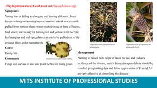 MITS INSTITUTE OF PROFESSIONAL STUDIES
Phytophthora heart and root rot Phytophthora spp.
Symptoms
Young leaves failing to elongate and turning chlorotic; heart
leaves wilting and turning brown; terminal whorl can be easily
pulled from mother plant; water-soaked tissue at base of leaves;
foul smell; leaves may be turning red and yellow with necrotic
leaf margins and leaf tips; plants can easily be pulled out of the
ground; fruits color prematurely
Cause
Oomycete
Comments
Fungi can survive in soil and plant debris for many years
Management
Planting in raised beds helps to drain the soil and reduces
incidence of the disease; mulch from pineapple debris should be
avoided; pre-planting dips and foliar applications of Fosetyl Al
are very effective at controlling the disease
 