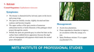 MITS INSTITUTE OF PROFESSIONAL STUDIES
1. Red rust:
Casual Organism: Cephaleuros virescens
Symptoms:
 The disease is characterized by red rusty spots on the leaves
and young twigs.
 The spots are initially circular, slightly elevated and later
coalesce and become irregular.
 The upper surface of the spot consists of numerous
unbranched sterile or fertile filaments of the pathogen which
project through the cuticle.
 Initially the spots are greenish-grey in colour but later on the
surface bears reddish-brown appearance because the algal
cells are impregnated with pigment which masks the normal
green chlorophyll.
Management:
 Avoid close plantations.
 Prune unproductive branches to improve
air circulation within the canopy of a
tree.
 Spray Bordeaux mixture 1% or copper
oxychloride 0.3%.
 