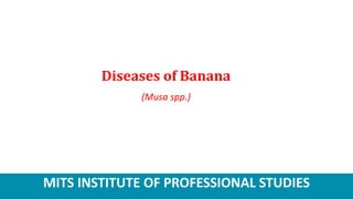 MITS INSTITUTE OF PROFESSIONAL STUDIES
Diseases of Banana
(Musa spp.)
 