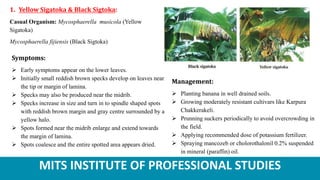 MITS INSTITUTE OF PROFESSIONAL STUDIES
1. Yellow Sigatoka & Black Sigtoka:
Casual Organism: Mycosphaerella musicola (Yellow
Sigatoka)
Mycosphaerella fijiensis (Black Sigtoka)
Symptoms:
 Early symptoms appear on the lower leaves.
 Initially small reddish brown specks develop on leaves near
the tip or margin of lamina.
 Specks may also be produced near the midrib.
 Specks increase in size and turn in to spindle shaped spots
with reddish brown margin and gray centre surrounded by a
yellow halo.
 Spots formed near the midrib enlarge and extend towards
the margin of lamina.
 Spots coalesce and the entire spotted area appears dried.
Management:
 Planting banana in well drained soils.
 Growing moderately resistant cultivars like Karpura
Chakkerakeli.
 Prunning suckers periodically to avoid overcrowding in
the field.
 Applying recommended dose of potassium fertilizer.
 Spraying mancozeb or cholorothalonil 0.2% suspended
in mineral (paraffin) oil.
 