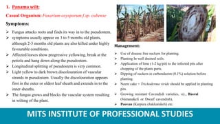 MITS INSTITUTE OF PROFESSIONAL STUDIES
1. Panama wilt:
Casual Organism: Fusarium oxysporum f.sp. cubense
Symptoms:
 Fungus attacks roots and finds its way in to the pseudostem.
 symptoms usually appear on 3 to 5 months old plants,
although 2-3 months old plants are also killed under highly
favourable conditions.
 Affected leaves show progressive yellowing, break at the
petiole and hang down along the pseudostem.
 Longitudinal splitting of pseudostem is very common.
 Light yellow to dark brown discolouration of vascular
strands in pseudostem. Usually the discolouration appears
first in the outer or oldest leaf sheath and extends in to the
inner sheaths.
 The fungus grows and blocks the vascular system resulting
in wilting of the plant.
Management:
 Use of disease free suckers for planting.
 Planting In well drained soils.
 Application of lime (1-2 kg/pit) to the infected pits after
chopping of the plants parts.
 Dipping of suckers in carbendazim (0.1%) solution before
planting.
 Neem cake + Trichoderma viride should be applied in planting
pits.
 Growing resistant Cavendish varieties, viz., Basrai
(Vamanakeli or Dwarf cavendish),
 Poovan (Karpura chakkarakeli) etc.
 