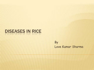 DISEASES IN RICE
By
Love Kumar Sharma
 
