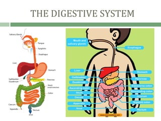 THE DIGESTIVE SYSTEM
 