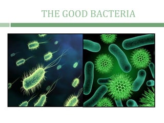 THE GOOD BACTERIA
 