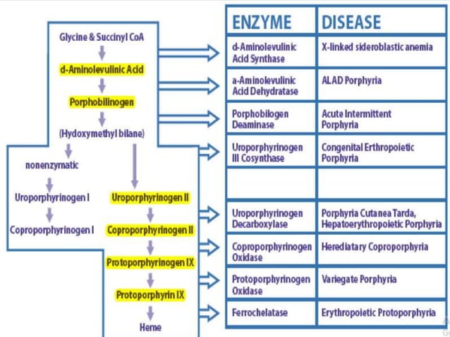 Diseases of amino acid metabolism, porphyrias | PPTX | Blood Disorders ...