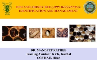 DISEASES HONEY BEE (APIS MELLIFERA):
IDENTIFICATION AND MANAGEMENT
DR. MANDEEP RATHEE
Training Assistant, KVK, Kaithal
CCS HAU, Hisar
 