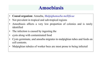 Diseases of Apis mellifera.ppt