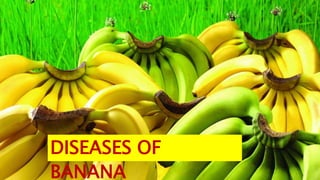 DISEASES OF
BANANA
 