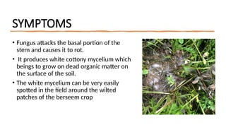 Comprehensive Guide to Diseases and Management of Berseem Crop | PPTX