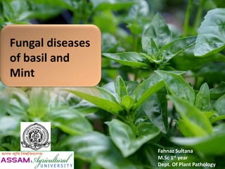 Fungal diseases
of basil and
Mint
Fahnaz Sultana
M.Sc 1st year
Dept. Of Plant Pathology
 