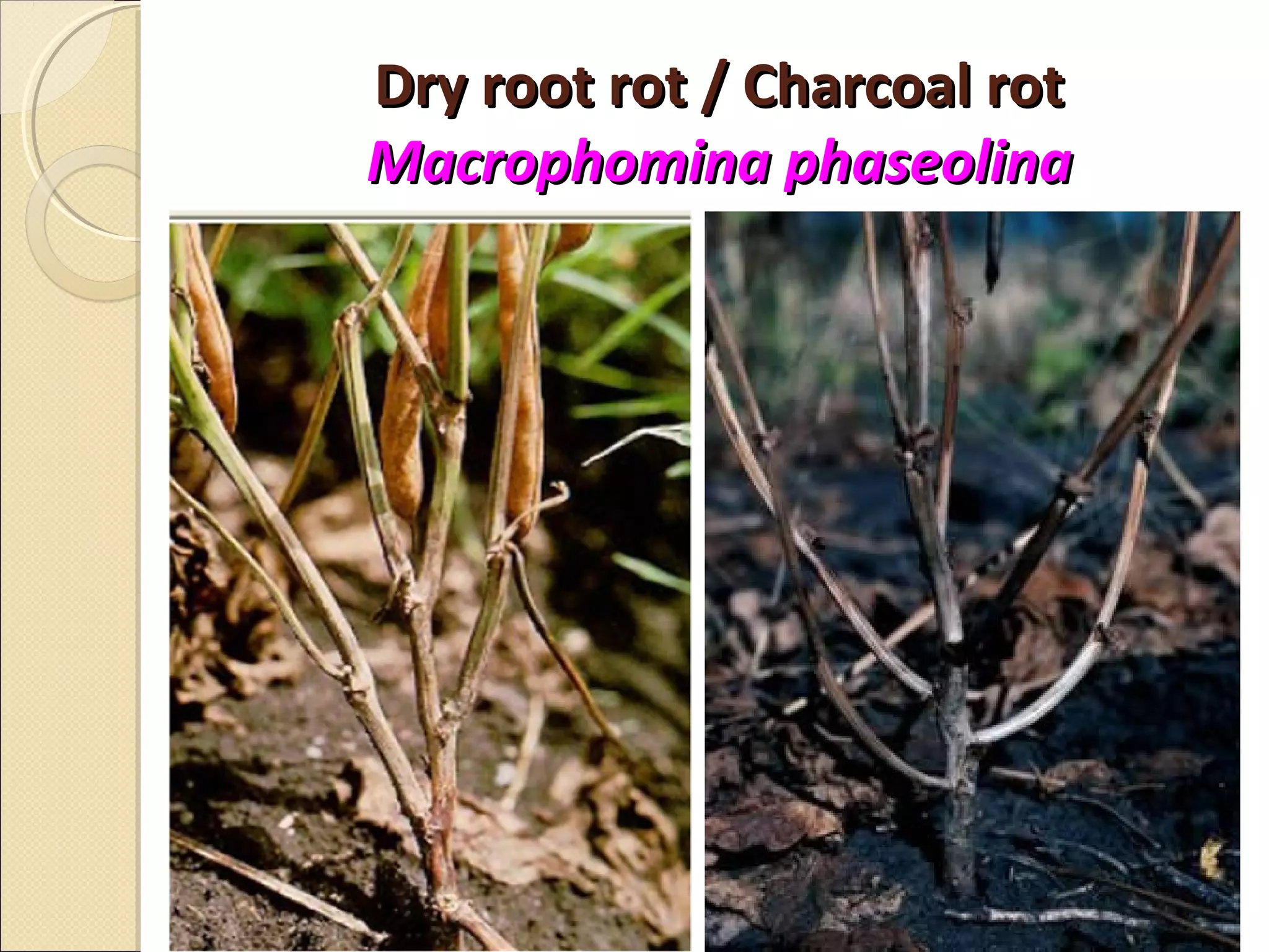 Diseases of black gram green gram, cowpea & soybean | PPT