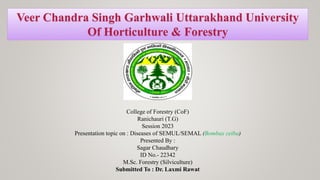 Veer Chandra Singh Garhwali Uttarakhand University
Of Horticulture & Forestry
College of Forestry (CoF)
Ranichauri (T.G)
Session 2023
Presentation topic on : Diseases of SEMUL/SEMAL (Bombax ceiba)
Presented By :
Sagar Chaudhary
ID No.- 22342
M.Sc. Forestry (Silviculture)
Submitted To : Dr. Laxmi Rawat
 