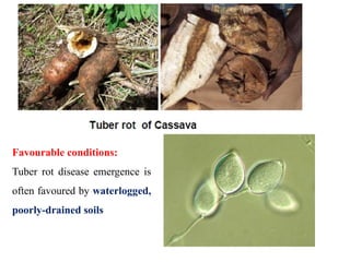 Diseases of cassava, Yam, Colacasia.pptx
