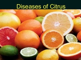 Diseases of Citrus
 