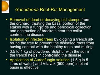 Ganoderma Root-Rot Management
• Removal of dead or decaying old stumps from
the orchard, treating the basal portion of the...