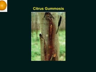 Citrus Gummosis
 