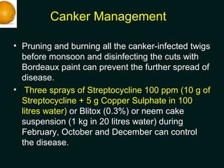 Canker Management
• Pruning and burning all the canker-infected twigs
before monsoon and disinfecting the cuts with
Bordea...