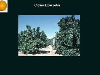 Citrus Exocortis
 