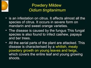 Powdery Mildew
Oidium tingitanimum
• is an infestation on citrus. It affects almost all the
species of citrus. It occurs i...