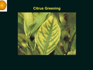 Citrus Greening
 