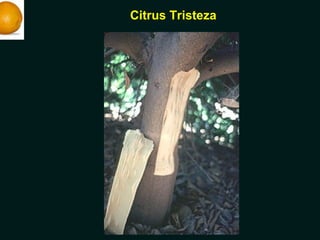 Citrus Tristeza
 