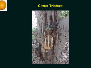 Citrus Tristeza
 