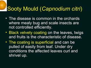 Sooty Mould (Capnodium citri)
• The disease is common in the orchards
where mealy bug and scale insects are
not controlled...