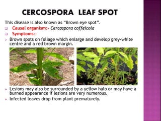 Diseases of coffee | PPTX
