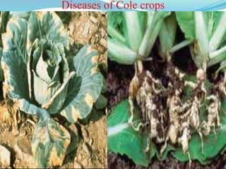 Diseases of Cole crops
 