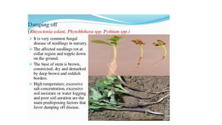 Diseases of cole crops | PPT