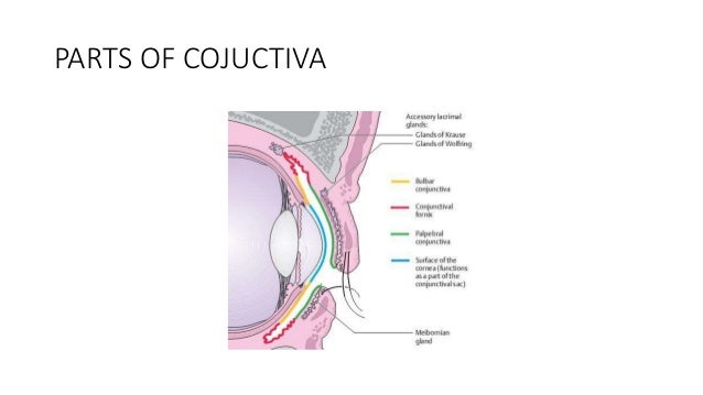 conjunctiva