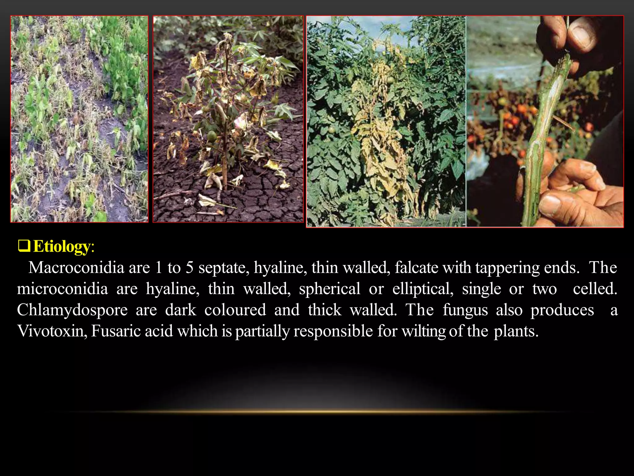 Diseases of cotton | PPTX