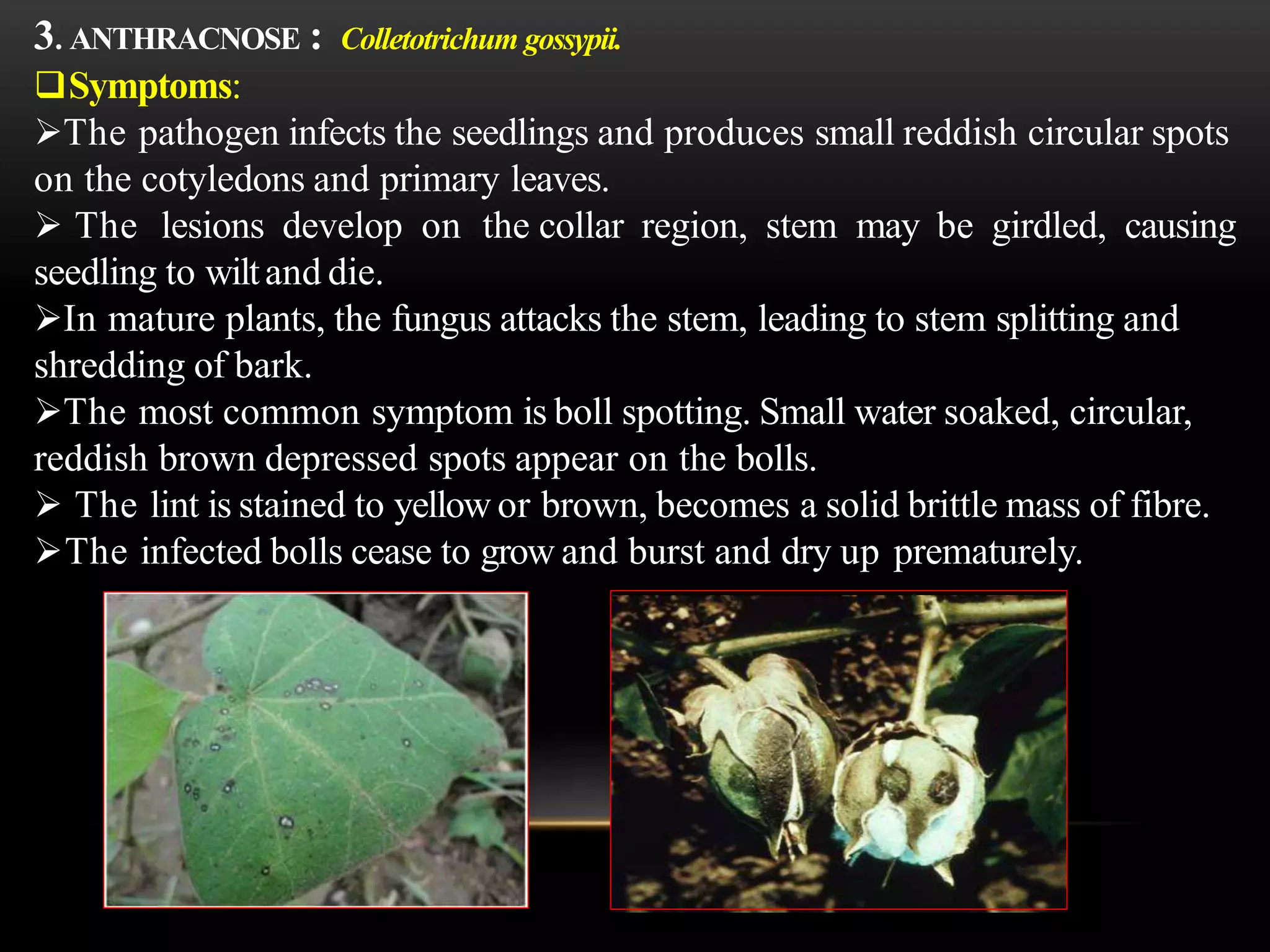 Diseases of cotton | PPTX