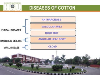 DISEASES OF COTTON . this ppt contains disseases.ppt
