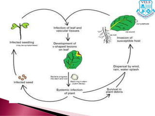 Dr T.Meera (Plant Pathology) - Diseases of Cotton - Part 2.pdf