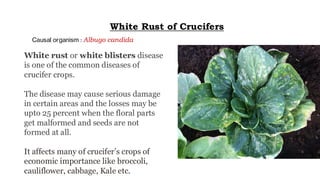 Diseases of Cruciferous Vegetables in details | PDF