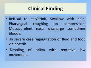 Clinical Finding
• Refusal to eat/drink, Swallow with pain,
Pharyngeal coughing on compression,
Mucopurulent nasal discharge sometimes
bloody.
• In severe case regurgitation of fluid and food
via nostrils.
• Drooling of saliva with tentative jaw
movement.
 